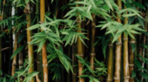 标准化服务案例 | 中国特色纺织原料天竹纤维 借力团标向全球传递优品形象