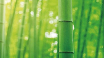 RAF 责任动物纤维标准